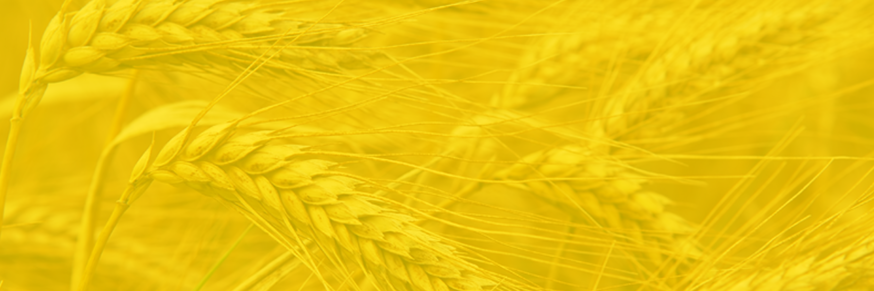 Fundo Trigo Celeirobmd Celeiro Bmd